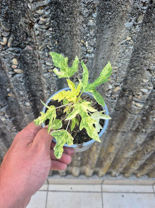 Papaya variegata