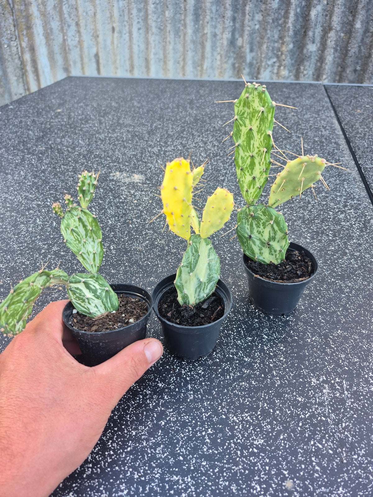 Opuntia Jamaicensis Variegata