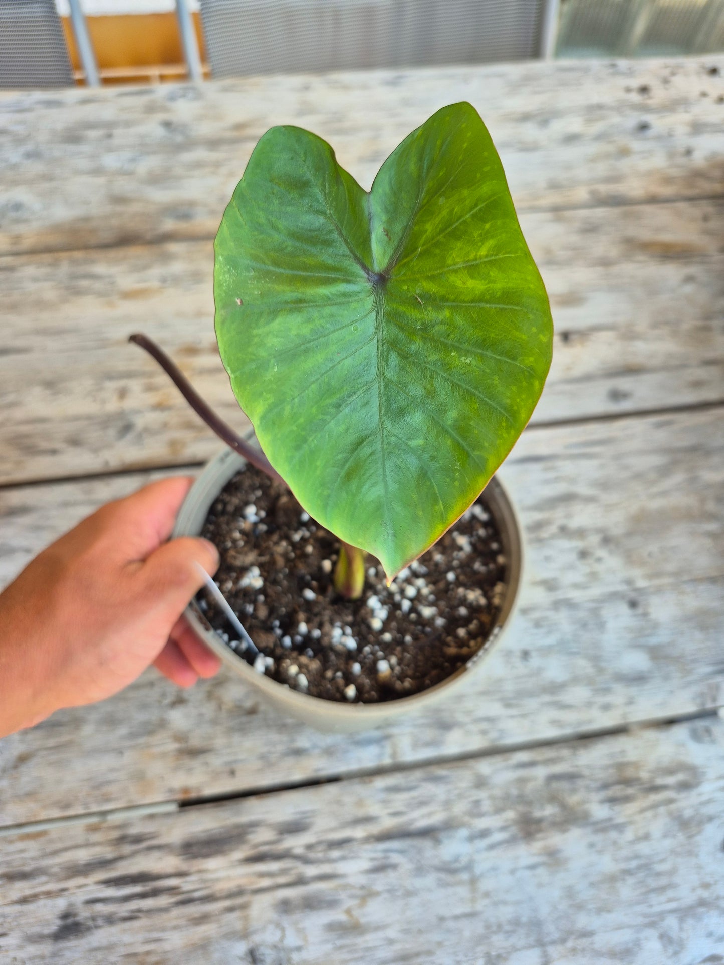 Colocasia Red Masterios