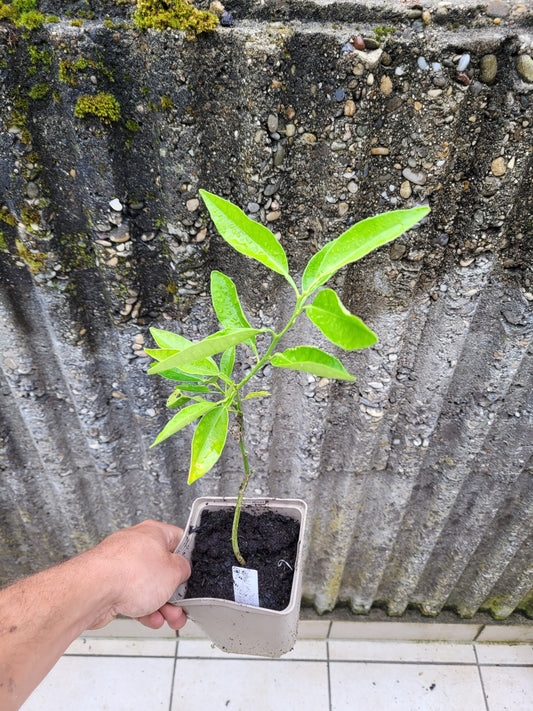 Citrus ichangnensis x Citrus sinensis