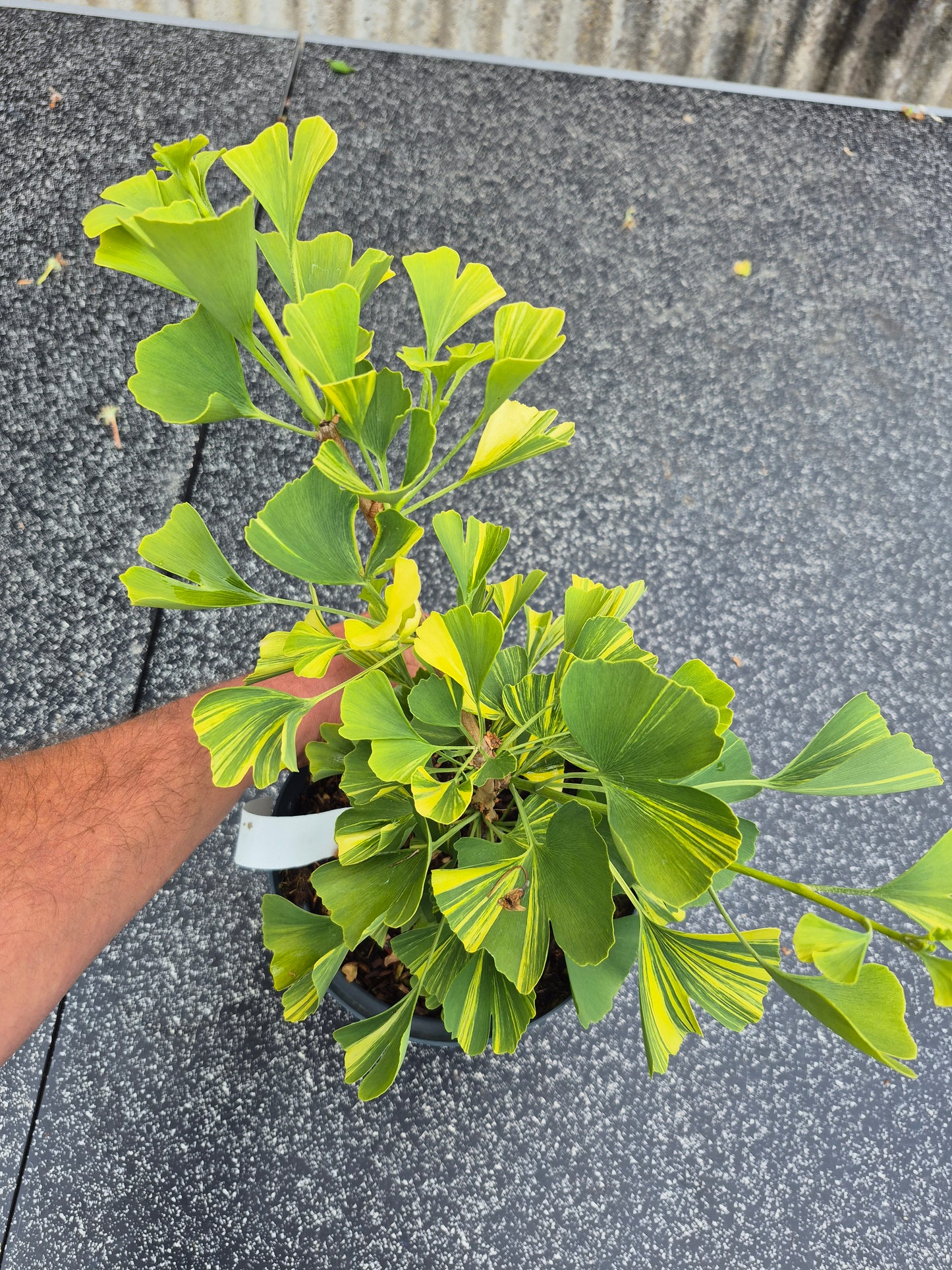 Ginkgo biloba Mellow Yellow
