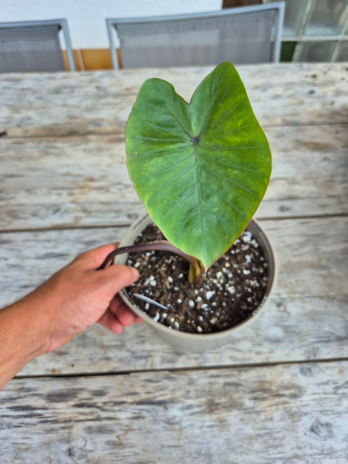 Colocasia Red Masterios
