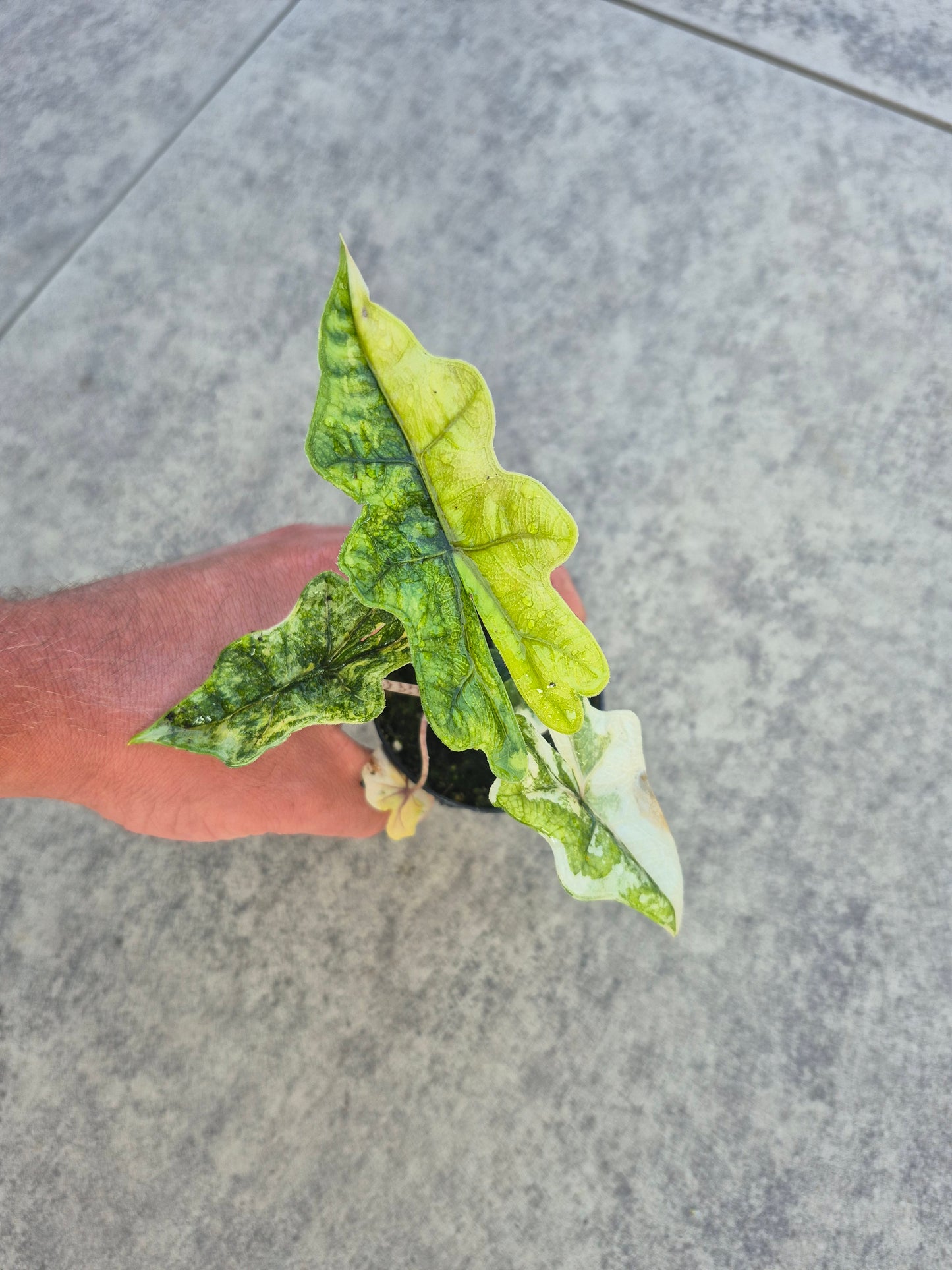 Alocasia Jacklyn Variegata 1