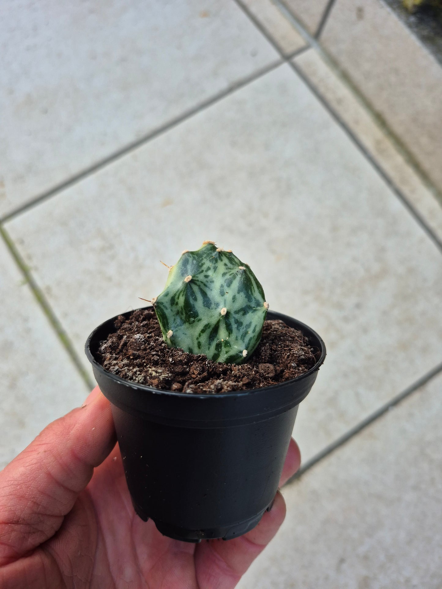 Opuntia Jamaicensis Variegata