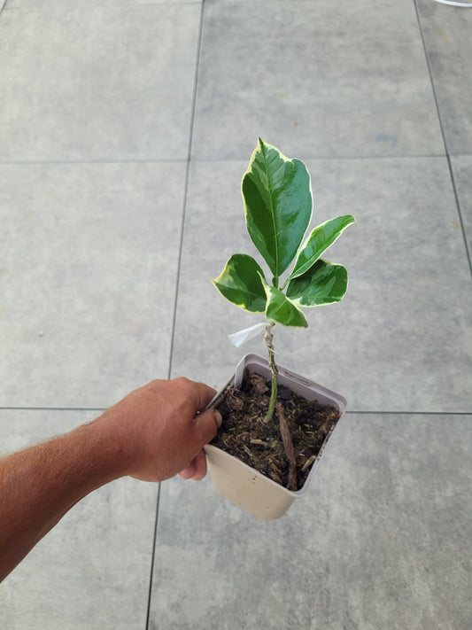Citrus paradisii variegata