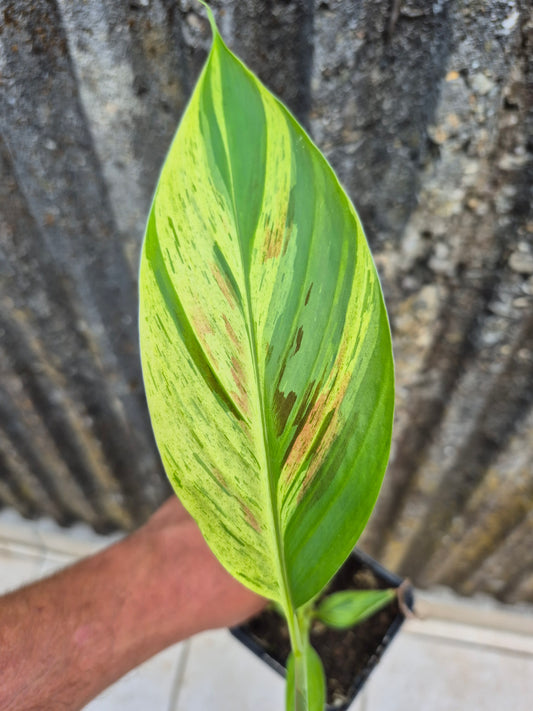 Musa acuminata  Mint variegata