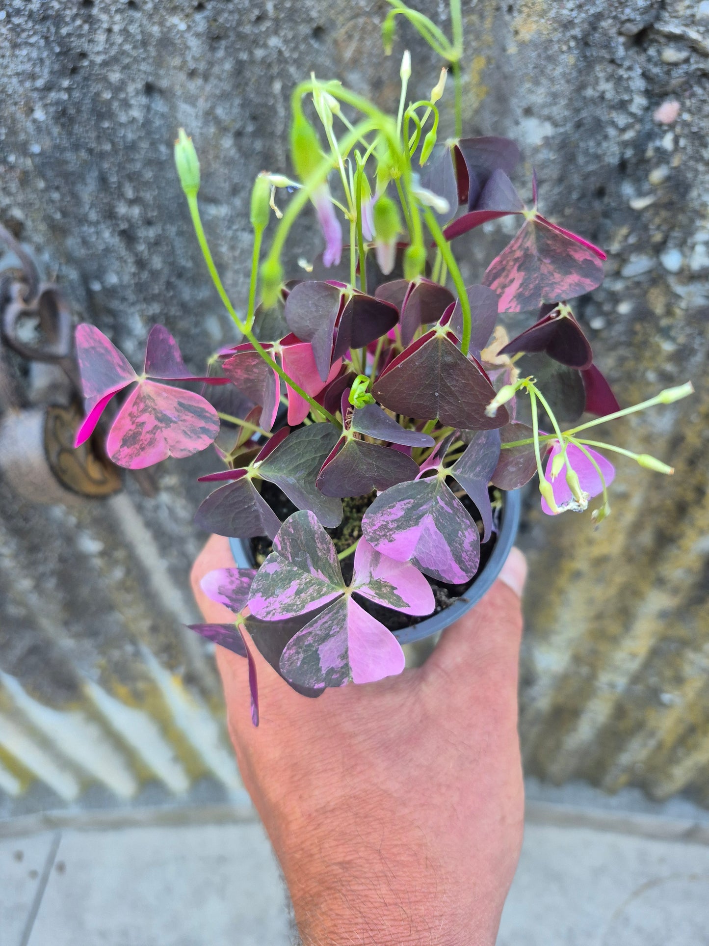 Oxalis triangularis Variegata