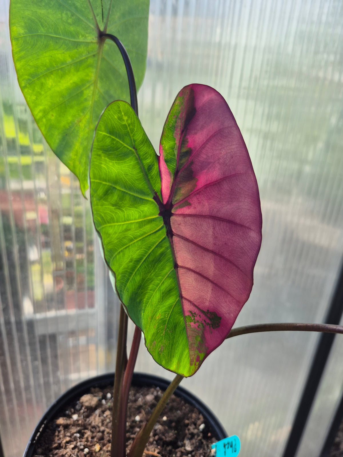 Colocasia Phet Phet Thai