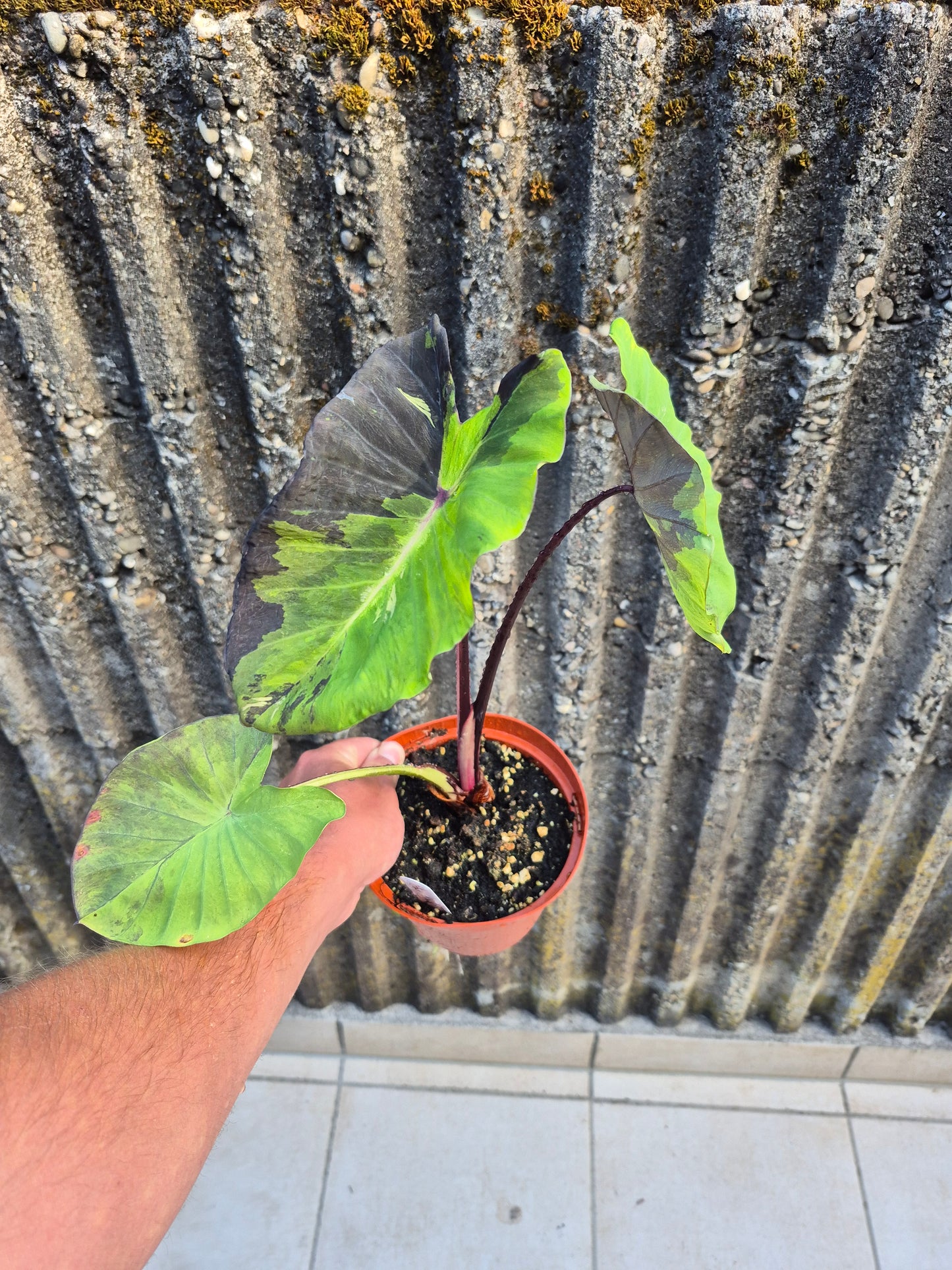 Colocasia Star Light