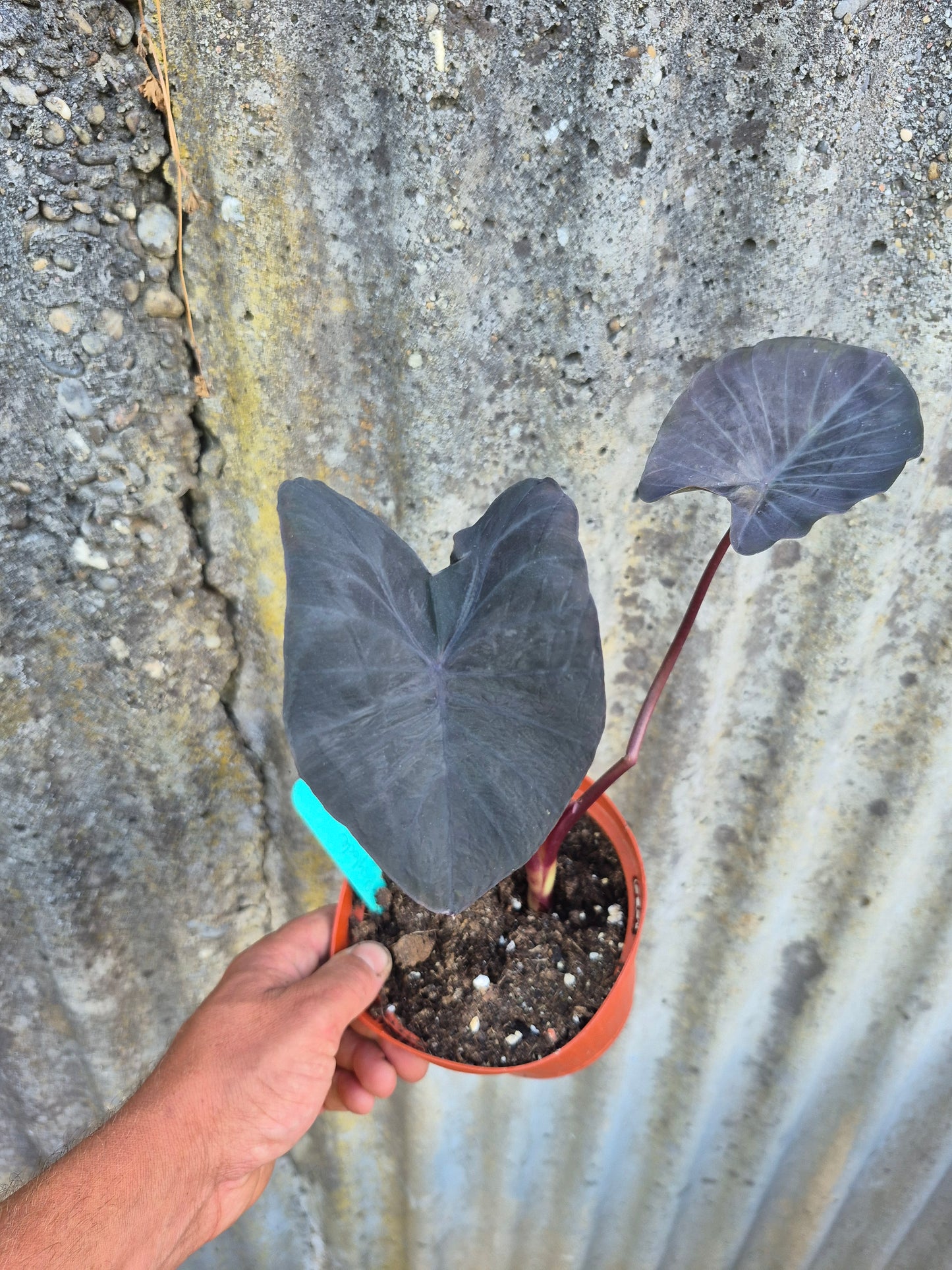 Colocasia Psylocke