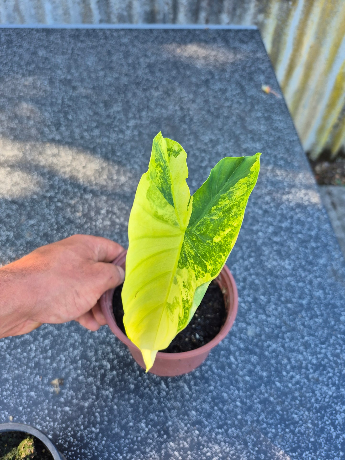 Colocasia Yellow Splash