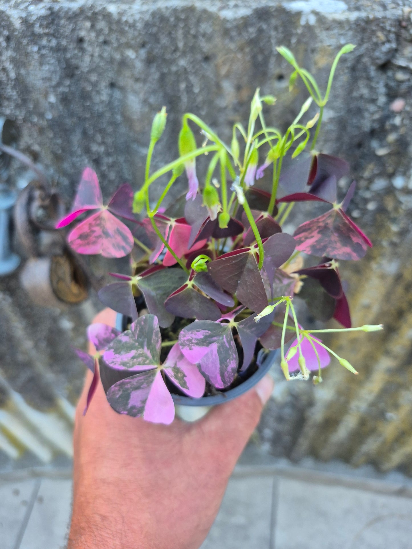 Oxalis triangularis Variegata