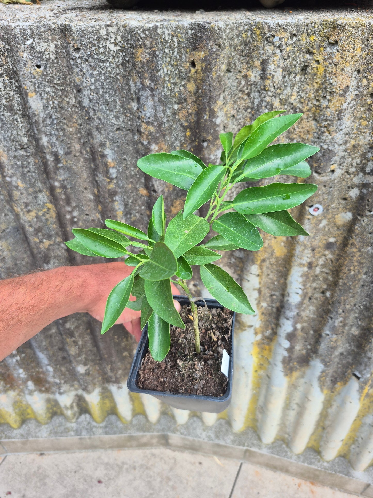 Citrus ichangnensis x Citrus sinensis