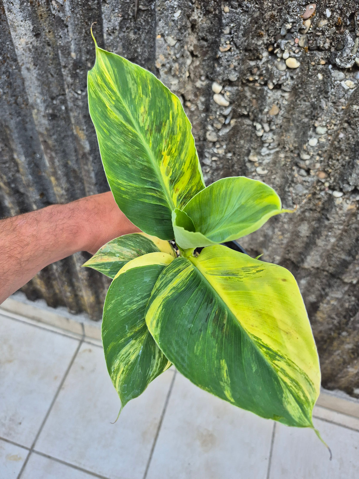 Musa dwarf cavedish variegata 1