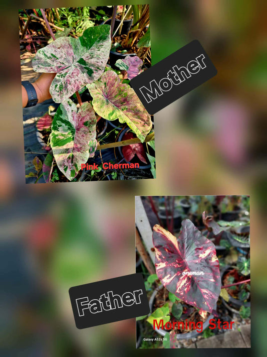 Colocasia Variegata 15 Samen