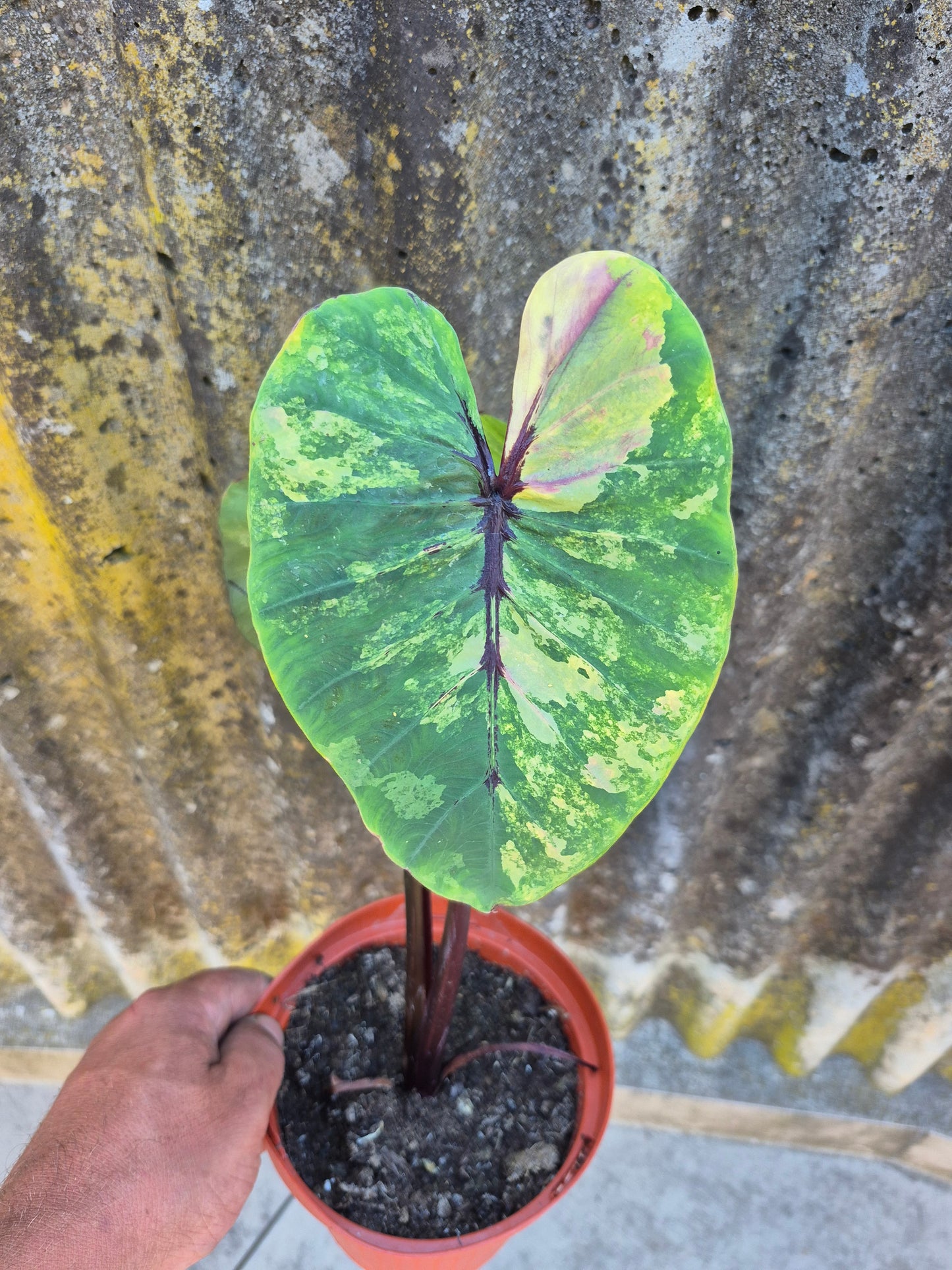 Colocasia PM Variegata