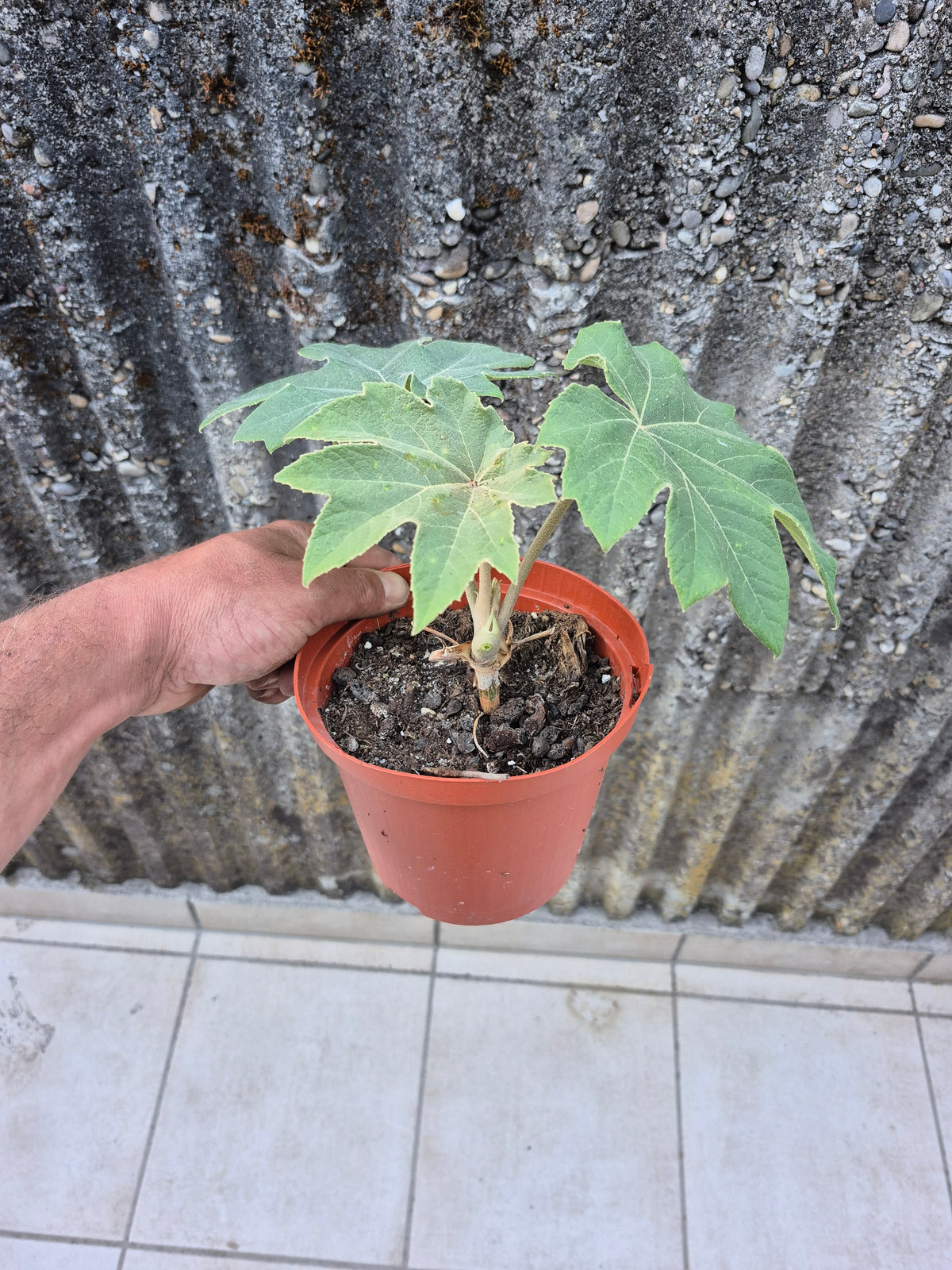 Tetrapanax papyrifer