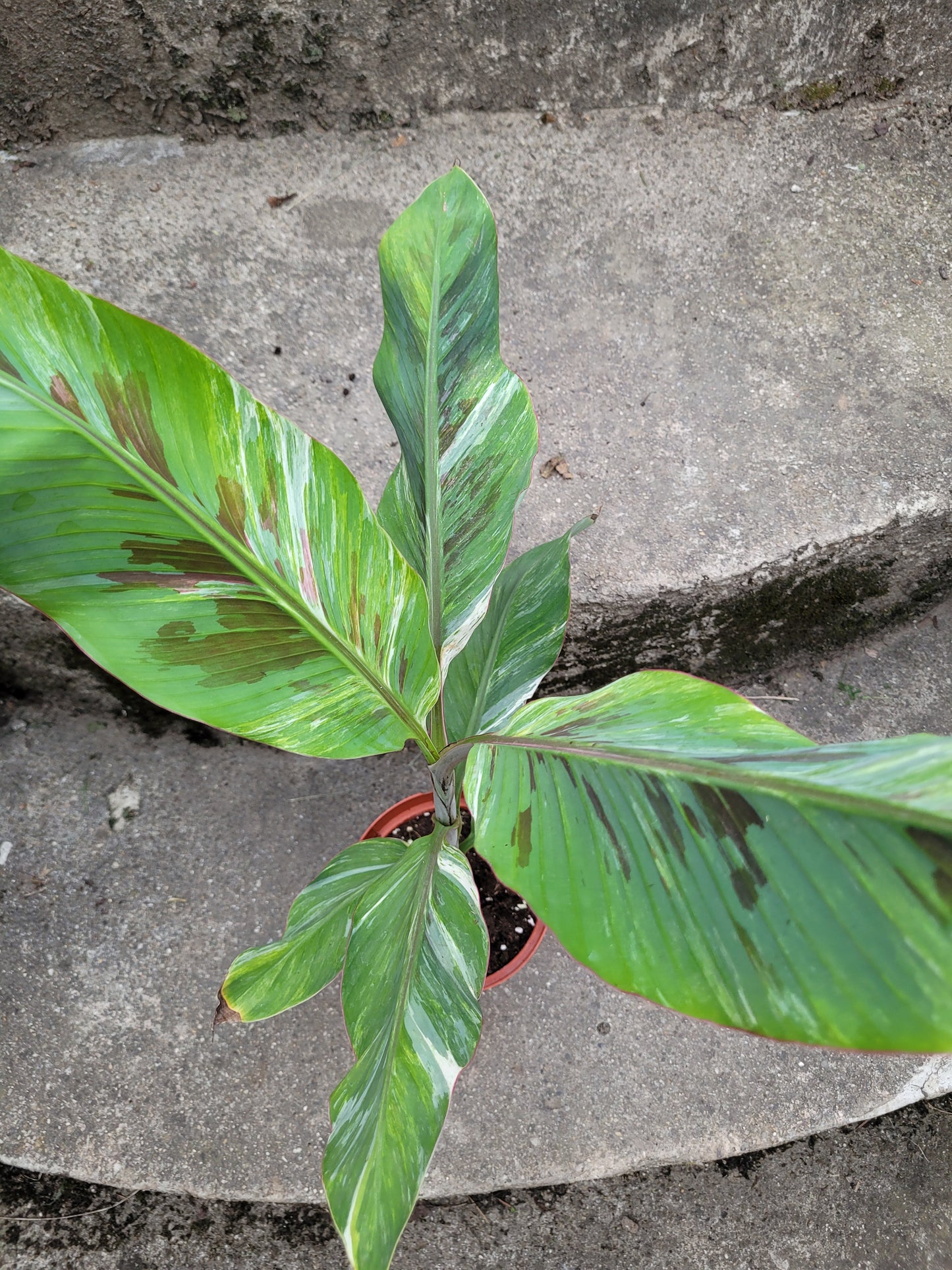 Musa tricolor