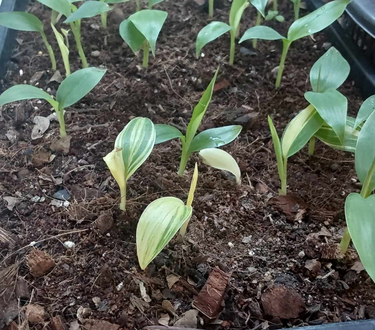 Musa variegata Samen Set