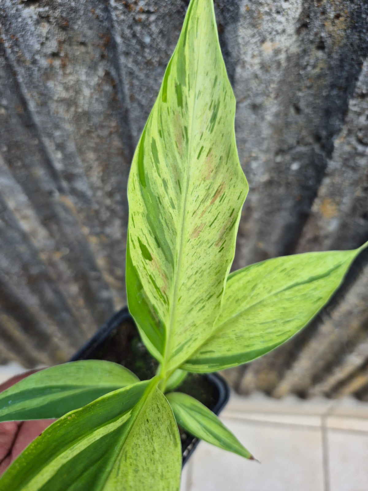 Musa acuminata  Mint variegata