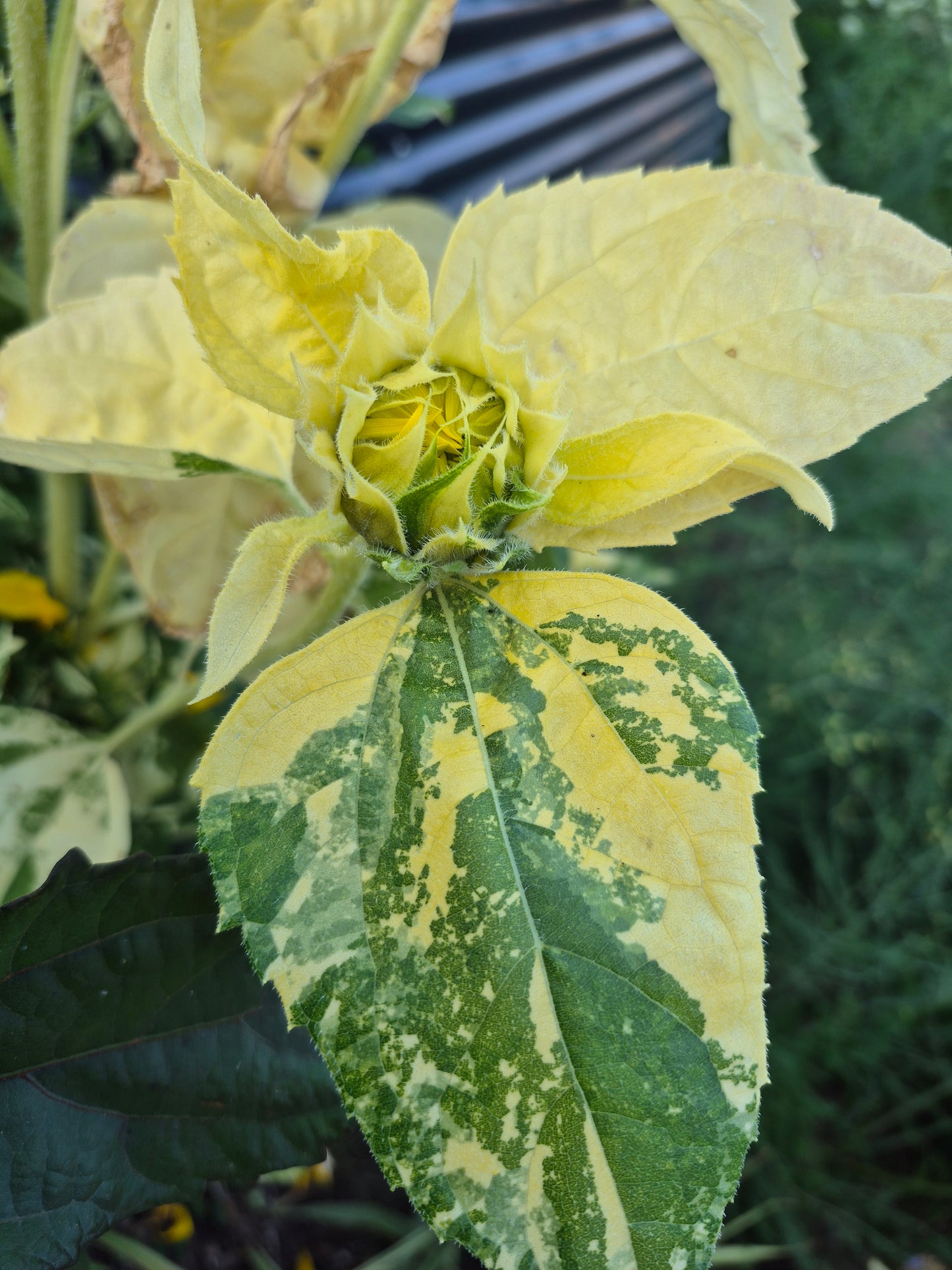 Sonnenblume variegata 12 Samen