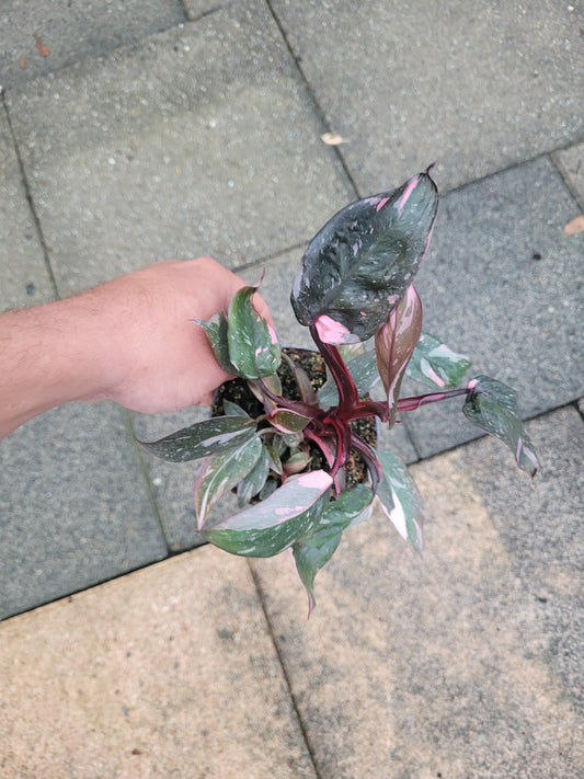 Philodendron Pink Princess