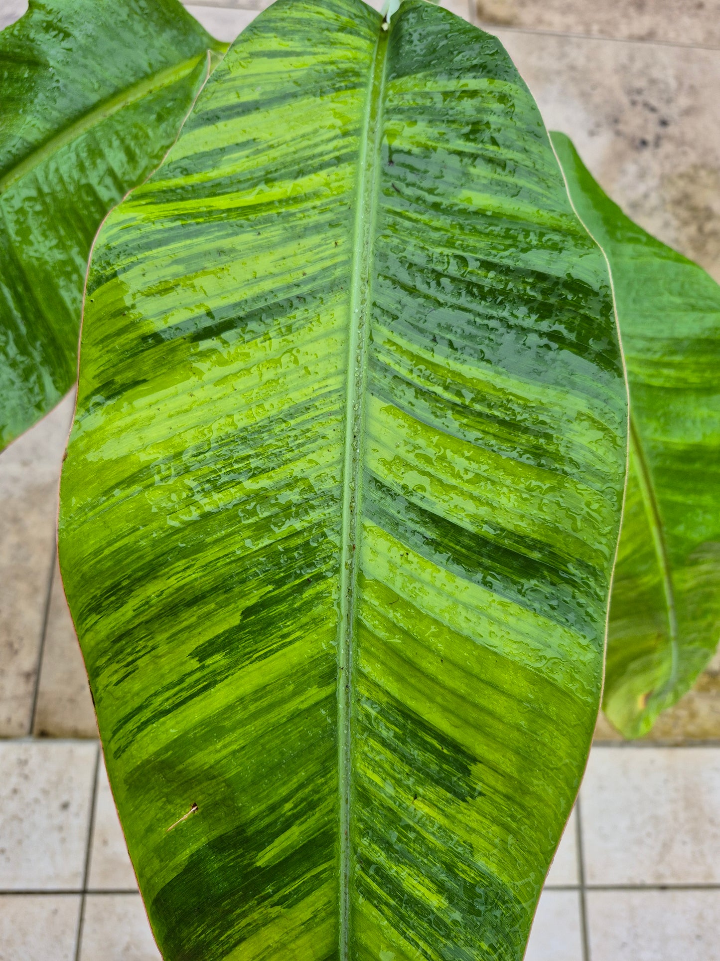 Musa namwah variegata