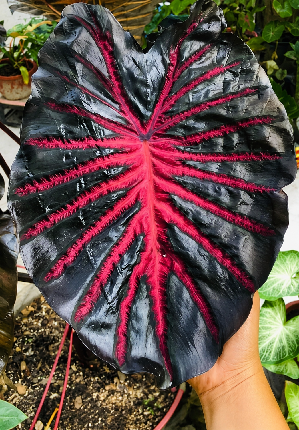 Colocasia Black Lava