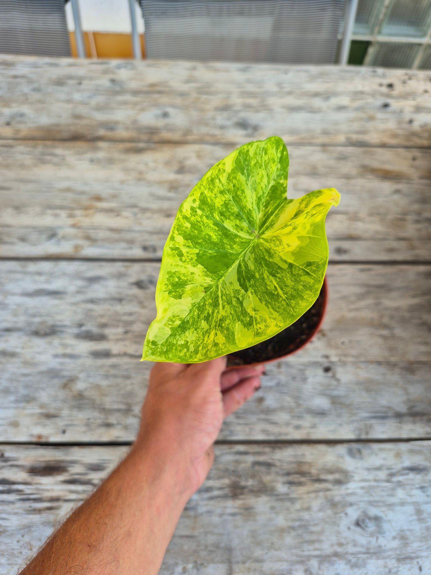Colocasia Phet Samyot