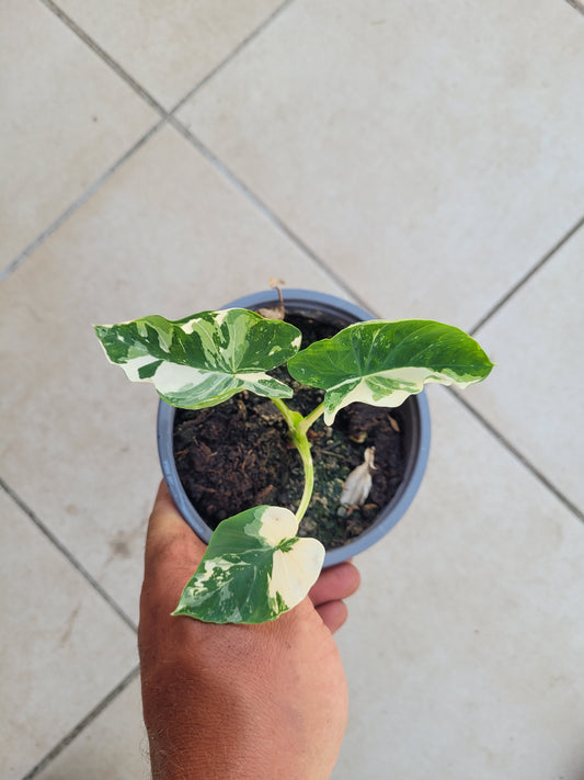 Colocasia variegata (Kwoh Pha-Yak)