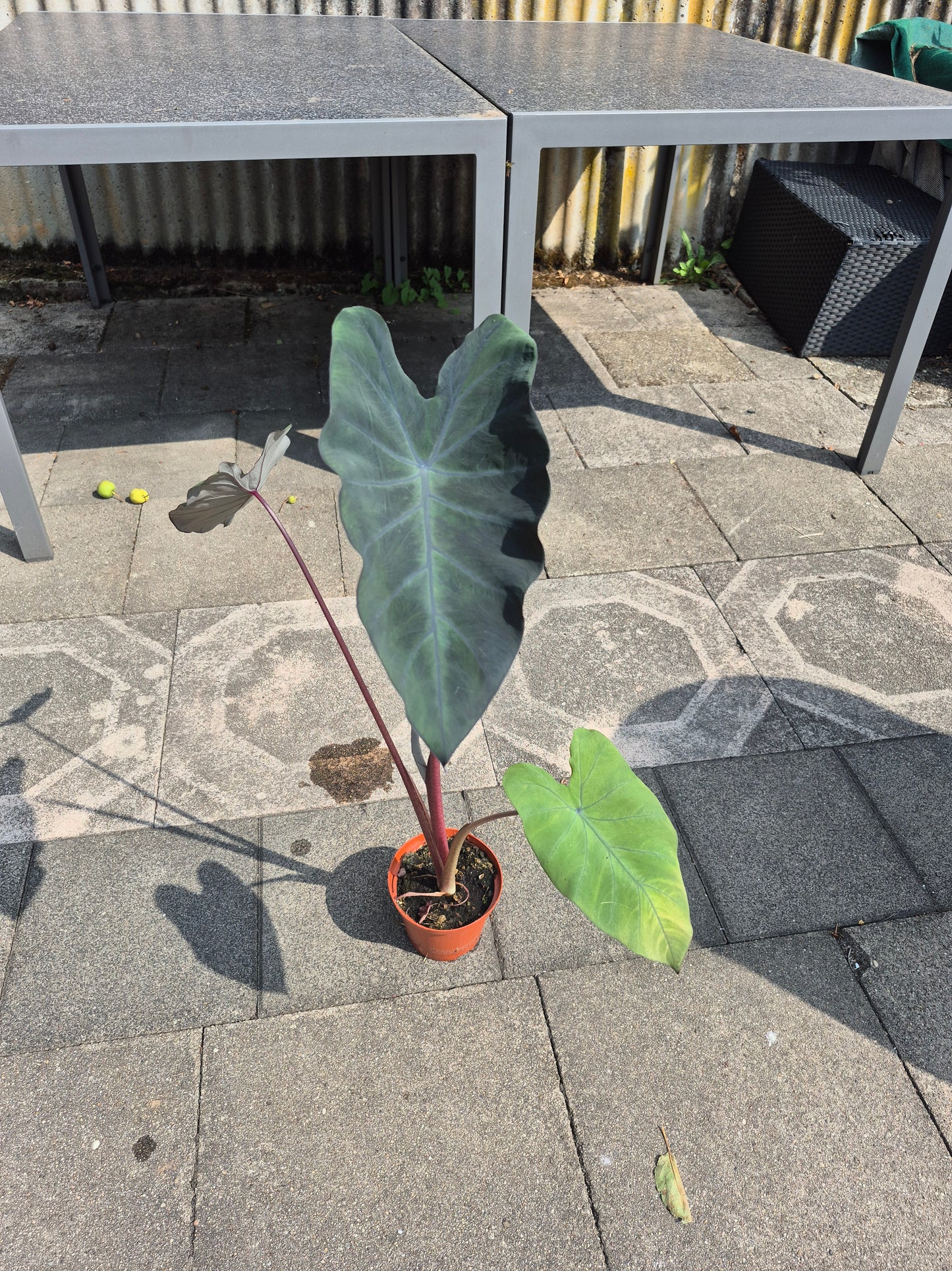 Colocasia Black Runner 1 Pflanze
