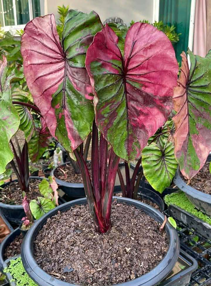 Colocasia PM Pink Variegata