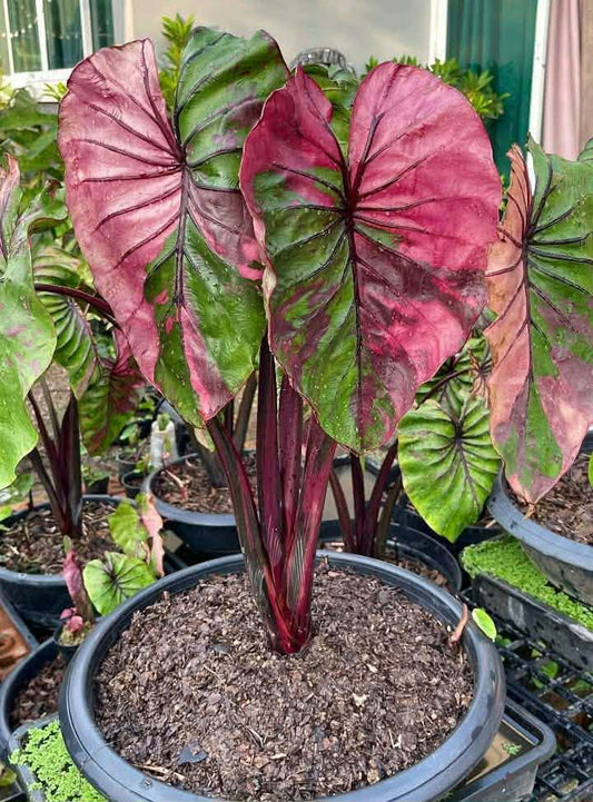 Colocasia PM Pink Variegata