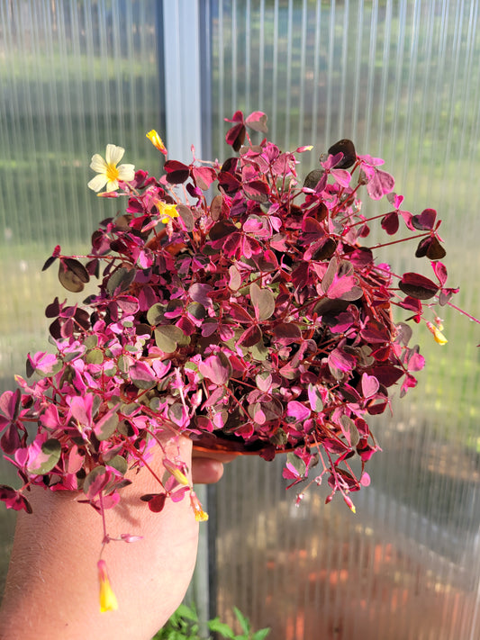 Oxalis  Plum crazy