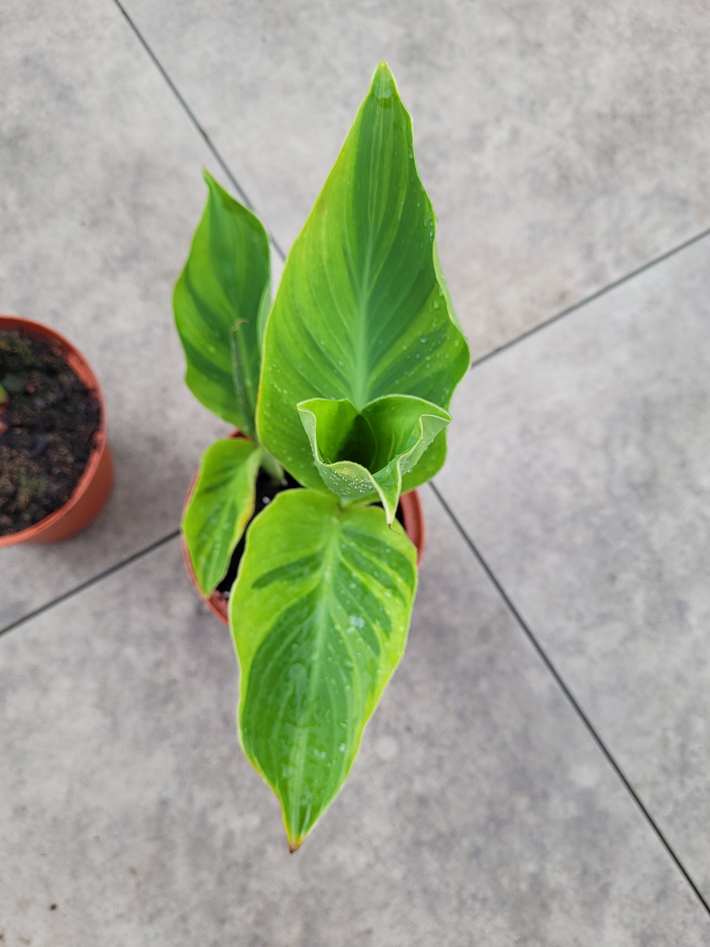 Canna Wolfsong