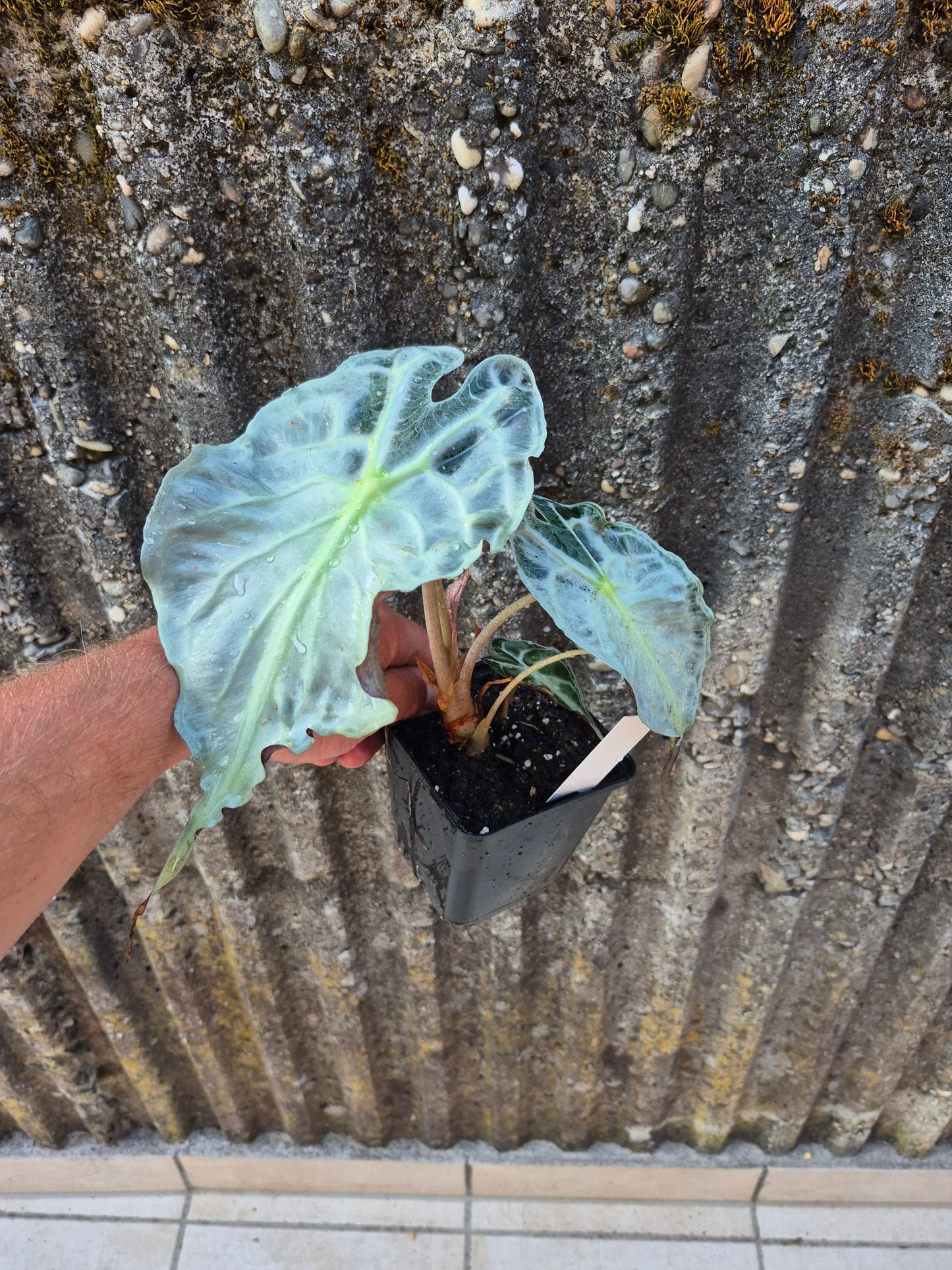 Alocasia Venom XL Pflanze 2