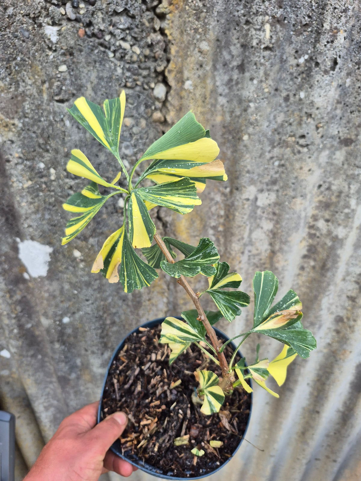 Ginkgo biloba Mellow Yellow
