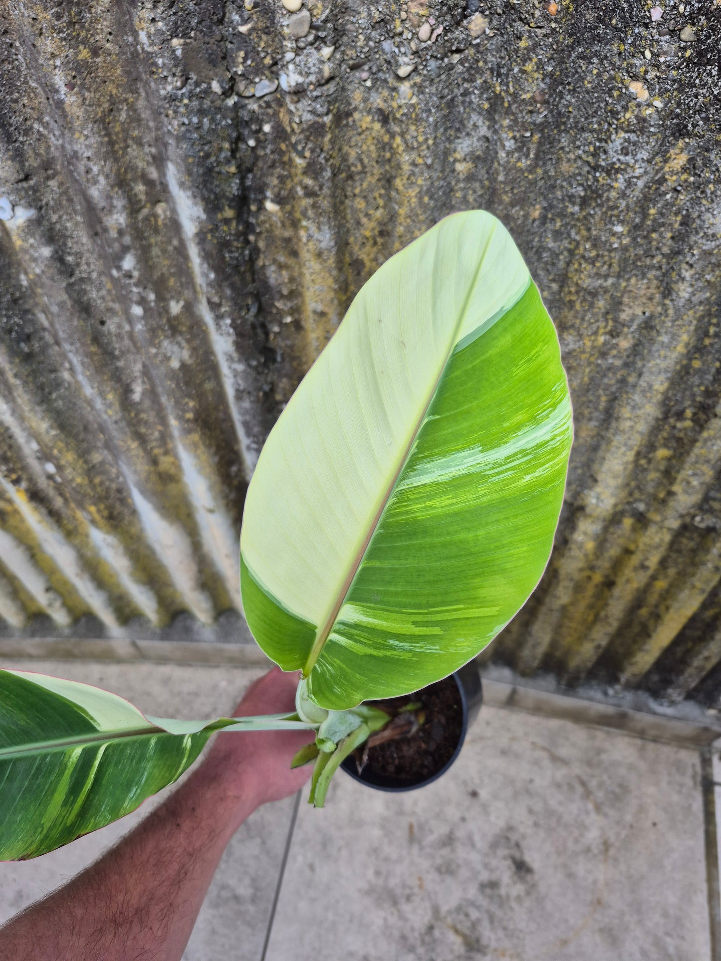 Musa cola variegata