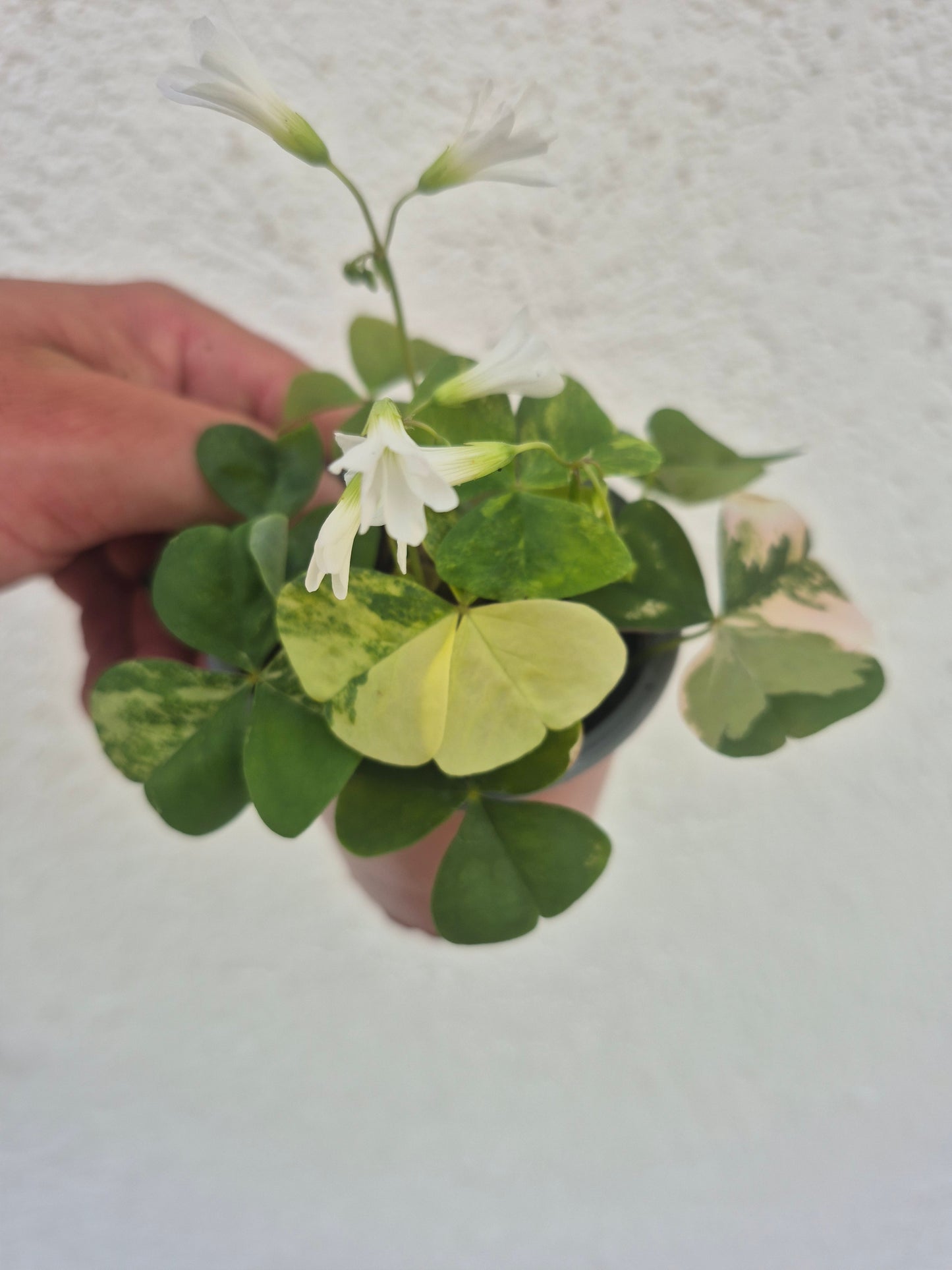 Oxalis triangularis Variegata weiß