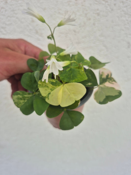 Oxalis triangularis Variegata weiß