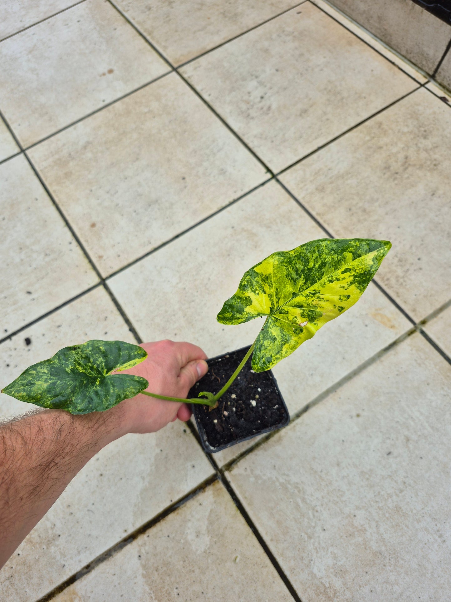 Alocasia Macrorrhizos Aurea variegata