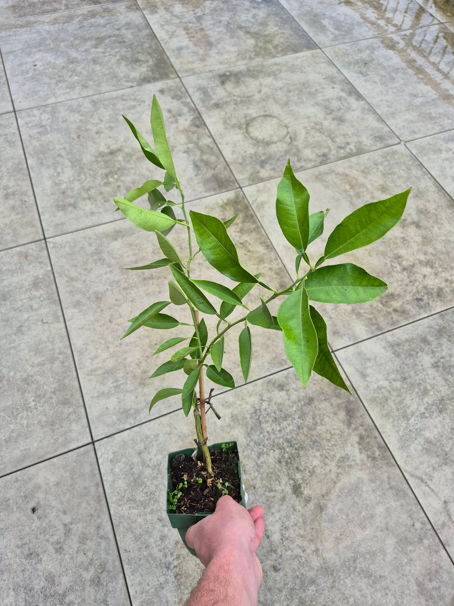 Citrus ichangnensis x Citrus sinensis