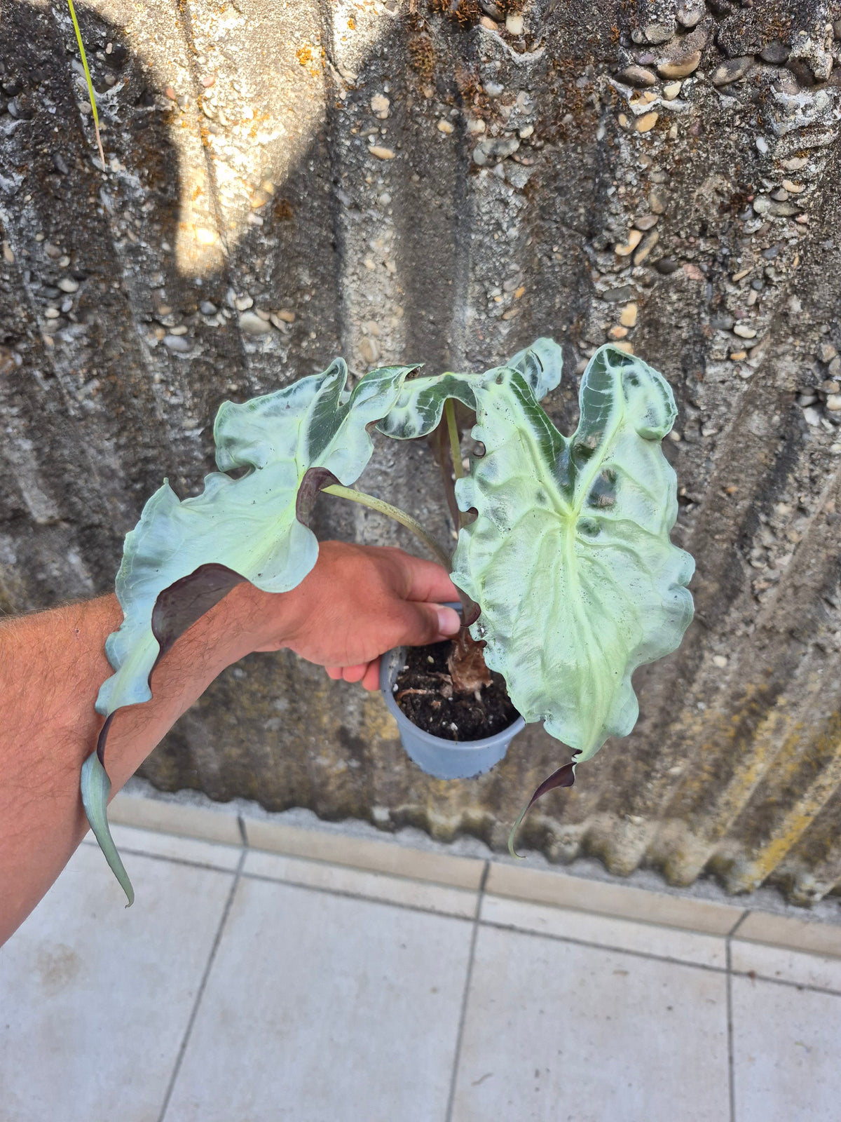 Alocasia Venom XL Pflanze 2