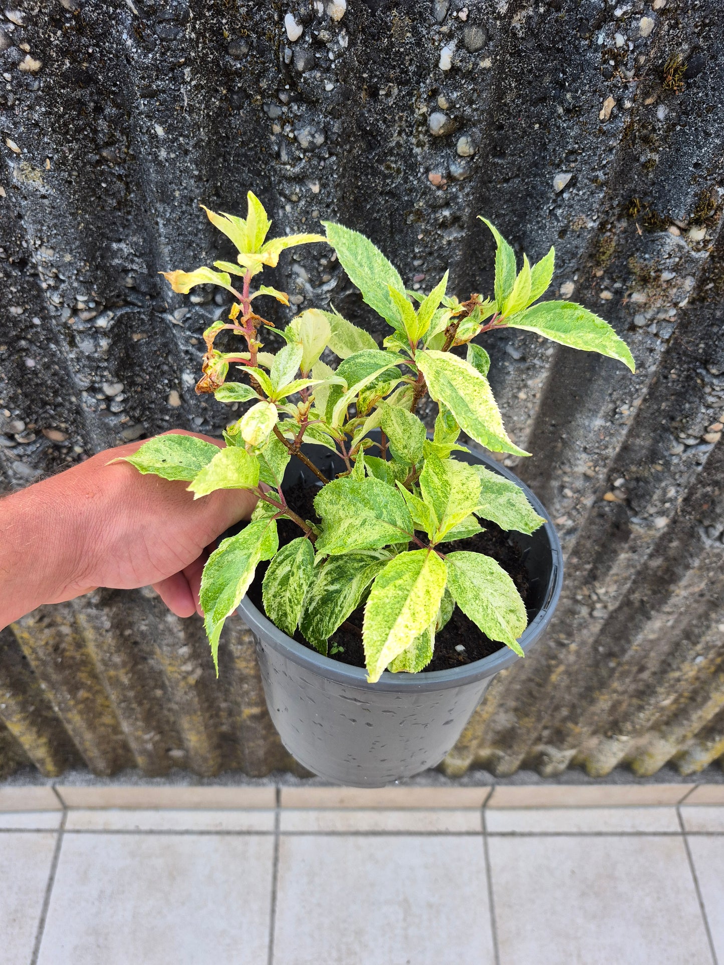 Hydrangea paniculata variegata