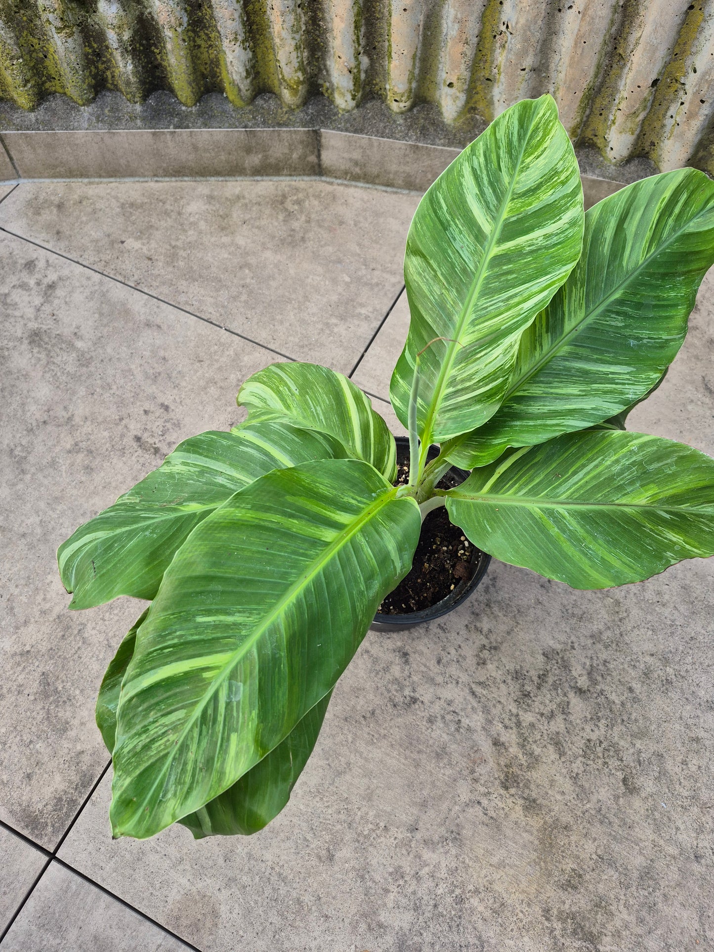 Musa namwah variegata