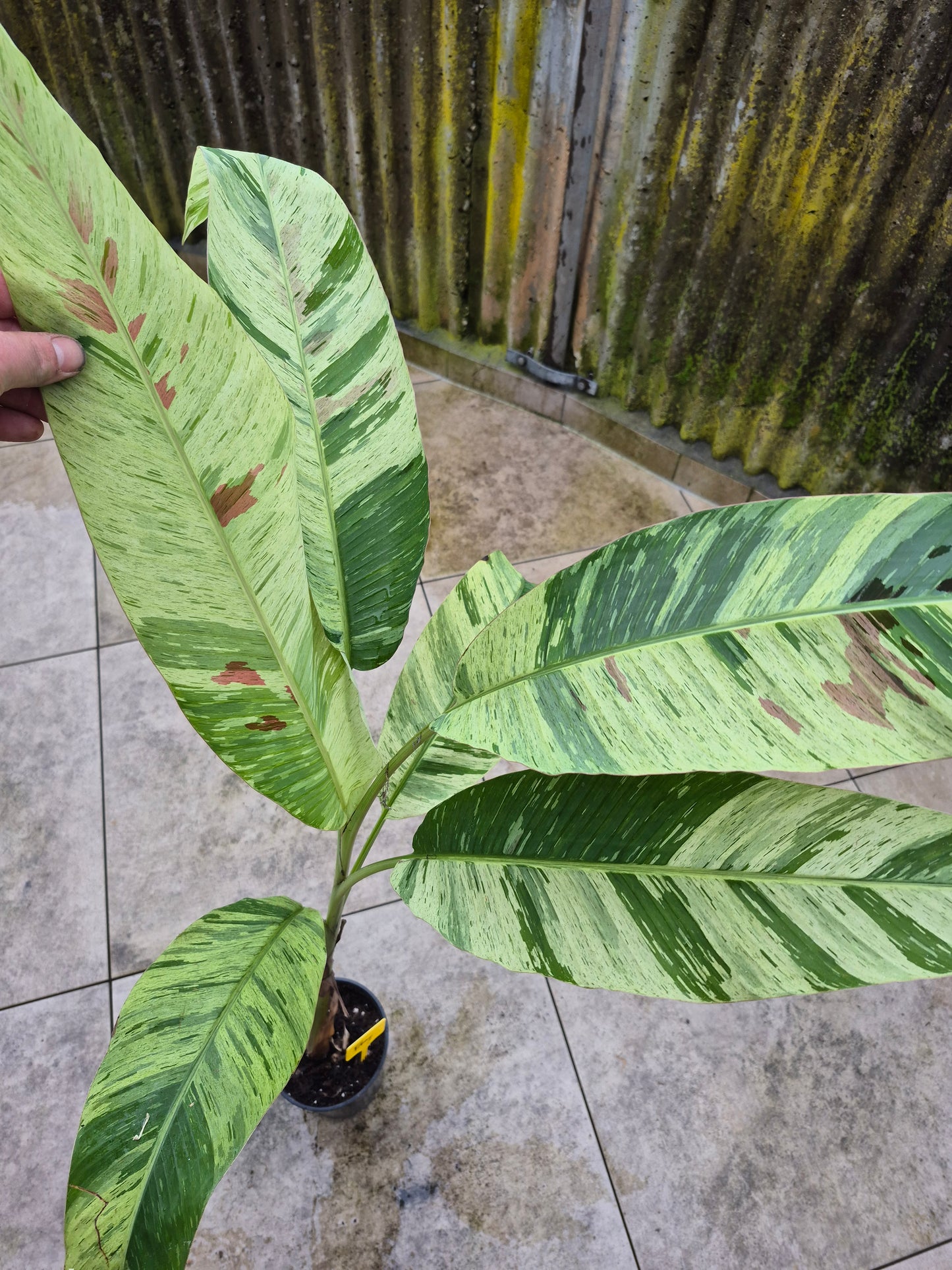 Musa variegata Samen Set
