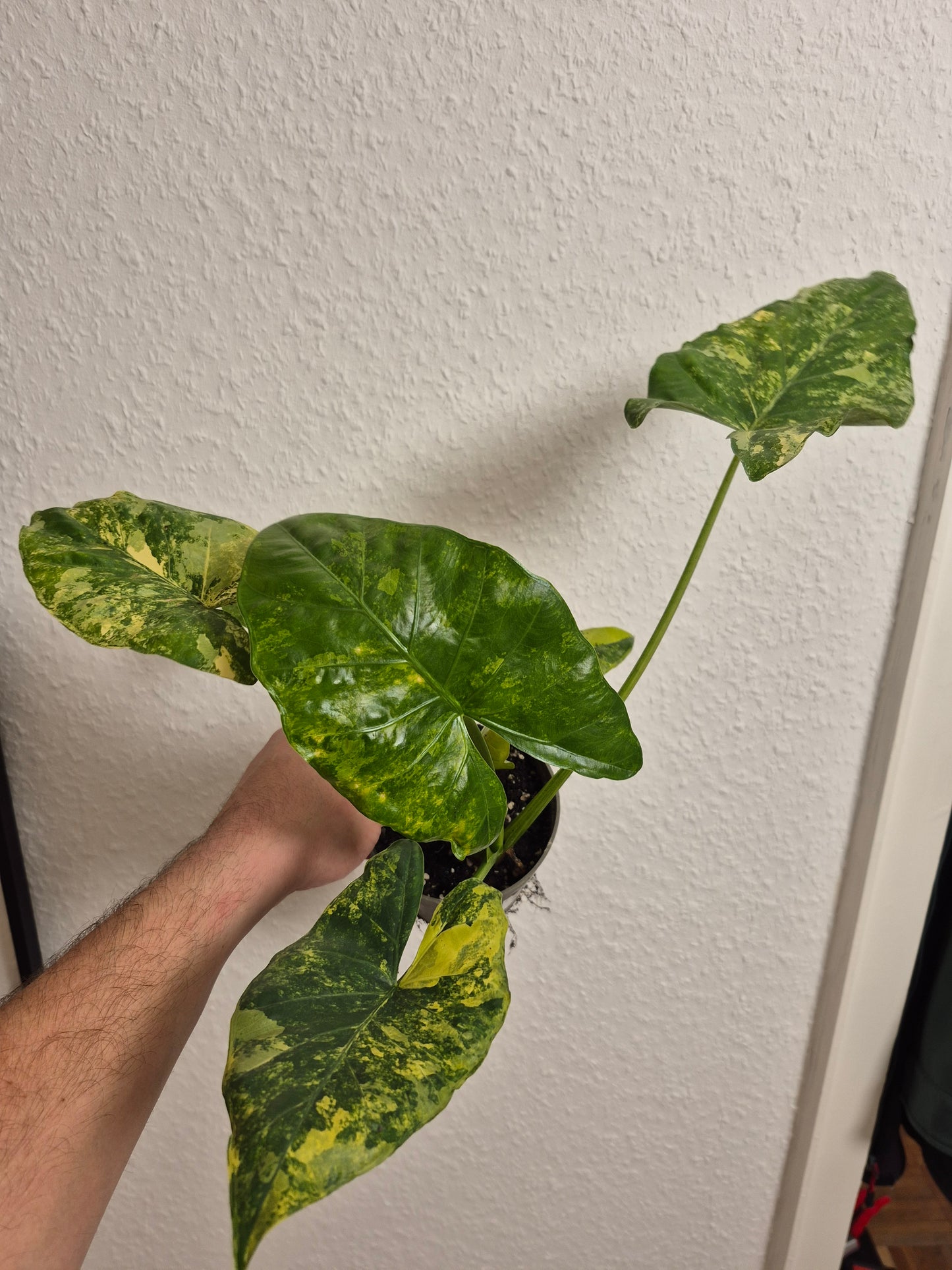 Alocasia Macrorrhizos Aurea variegata