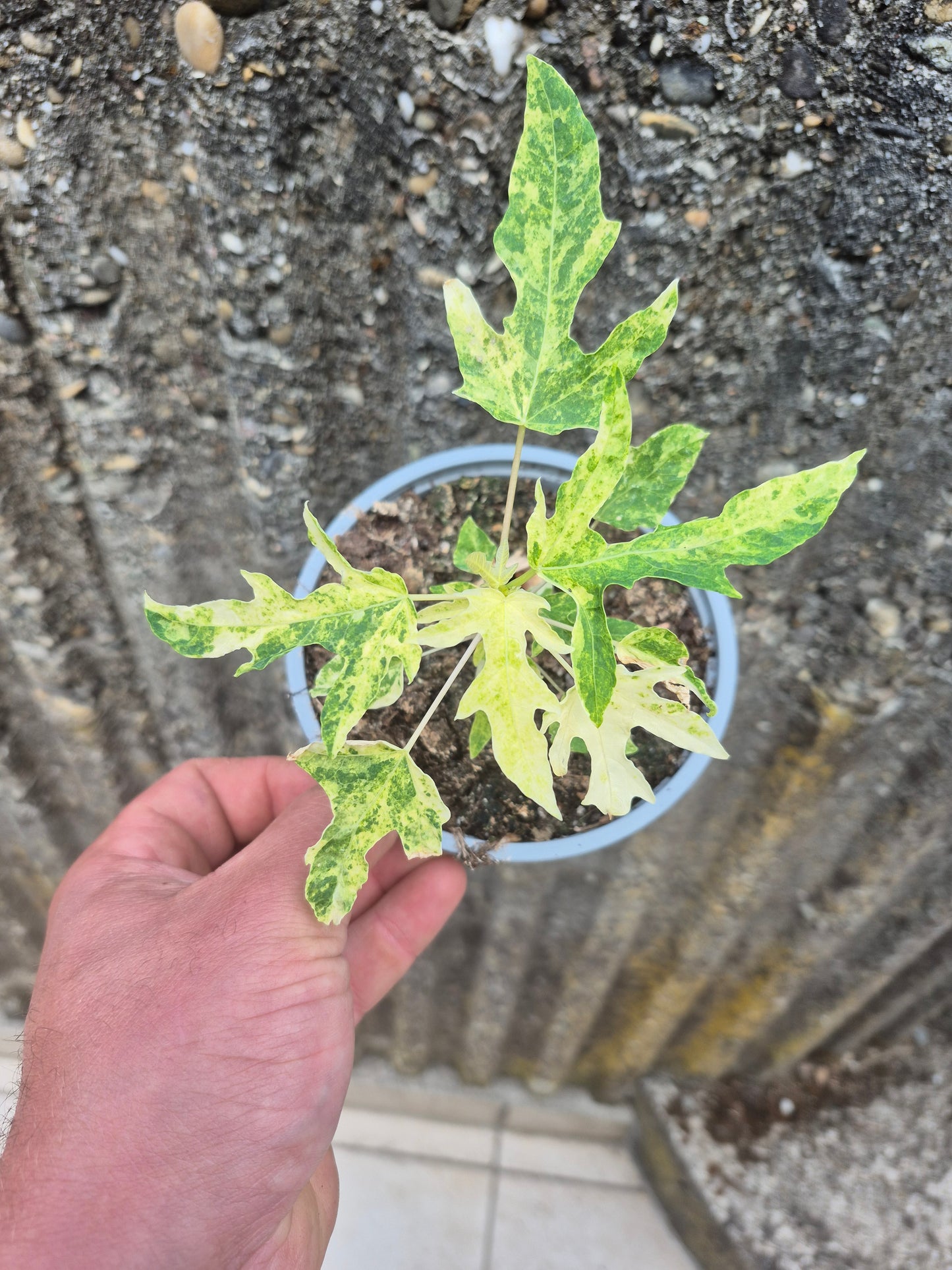 Papaya variegata