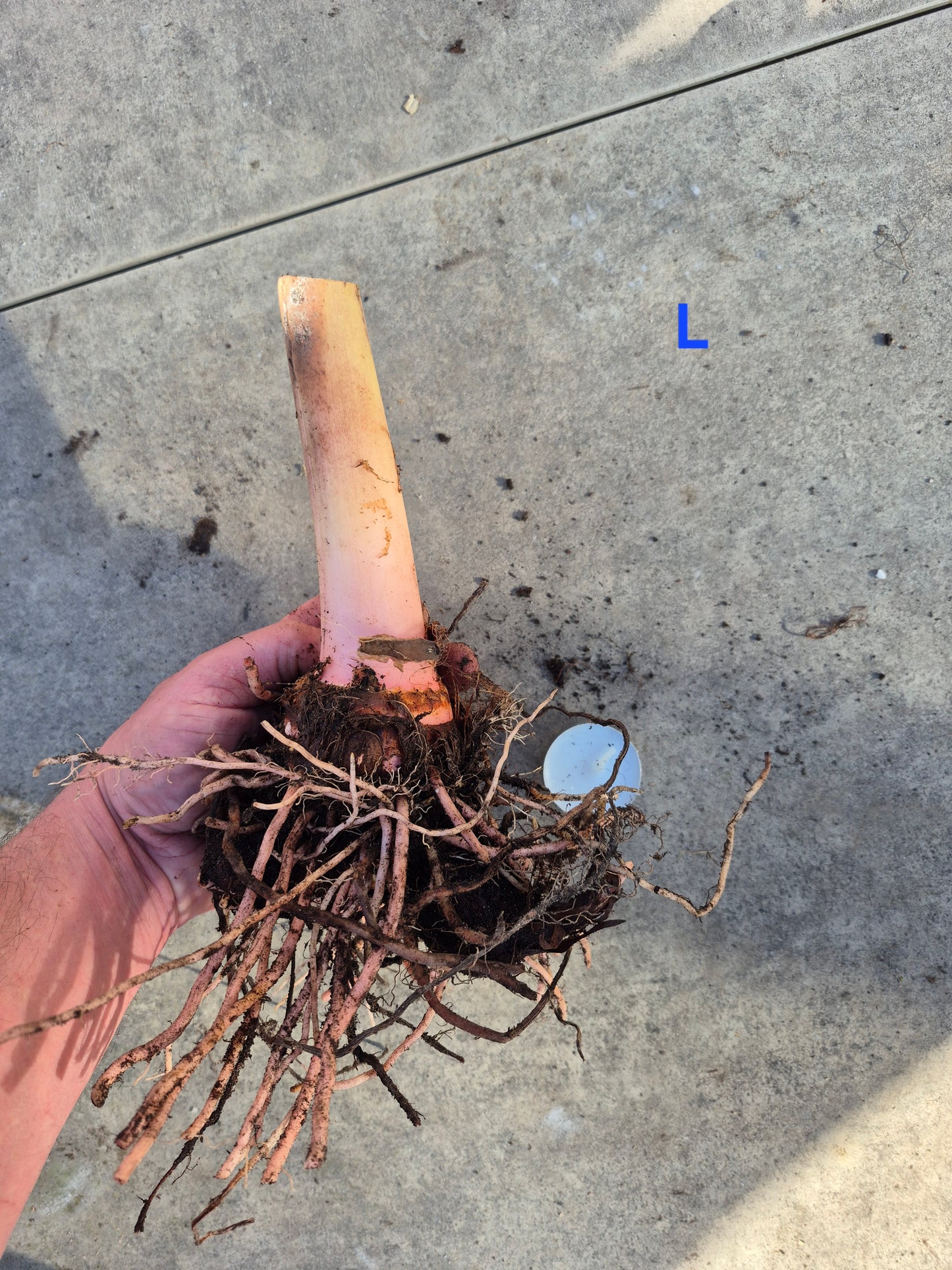 Colocasia Jacks Giant 1 Rhizom gr. L