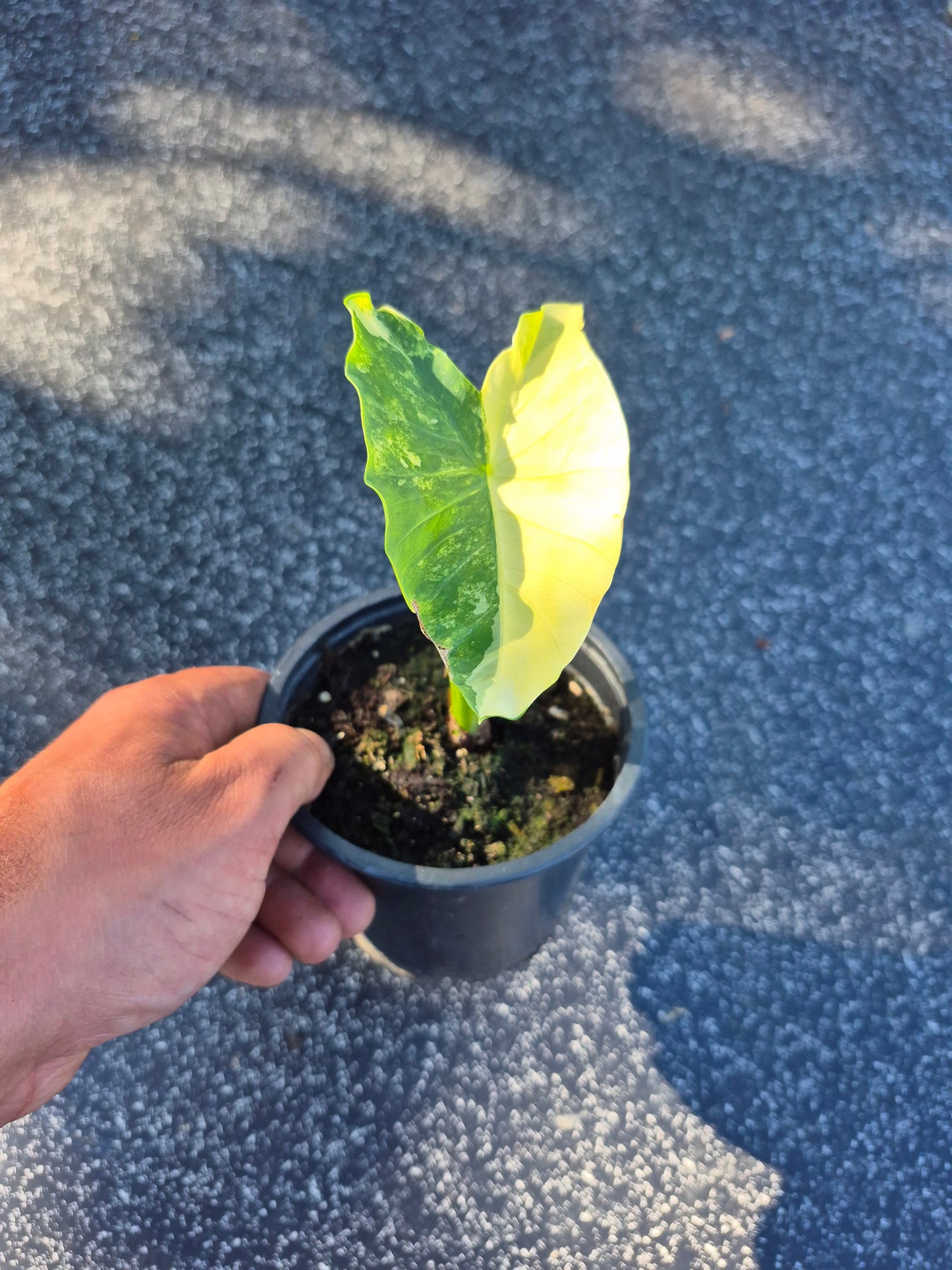Colocasia Yellow Splash
